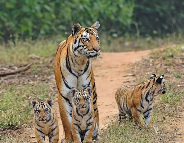 Kanha National Park Wildlife Safari